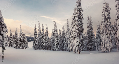 Winter panorama with white forest in mountains © firewings