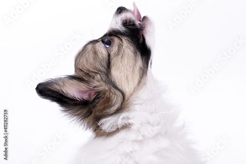 Papillon dog puppy on a white background 