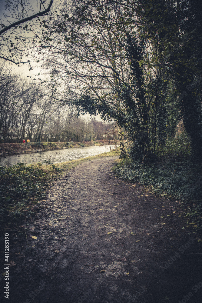 Fototapeta premium morning in the forest