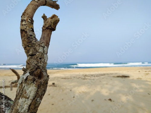 trunk tree on the beach