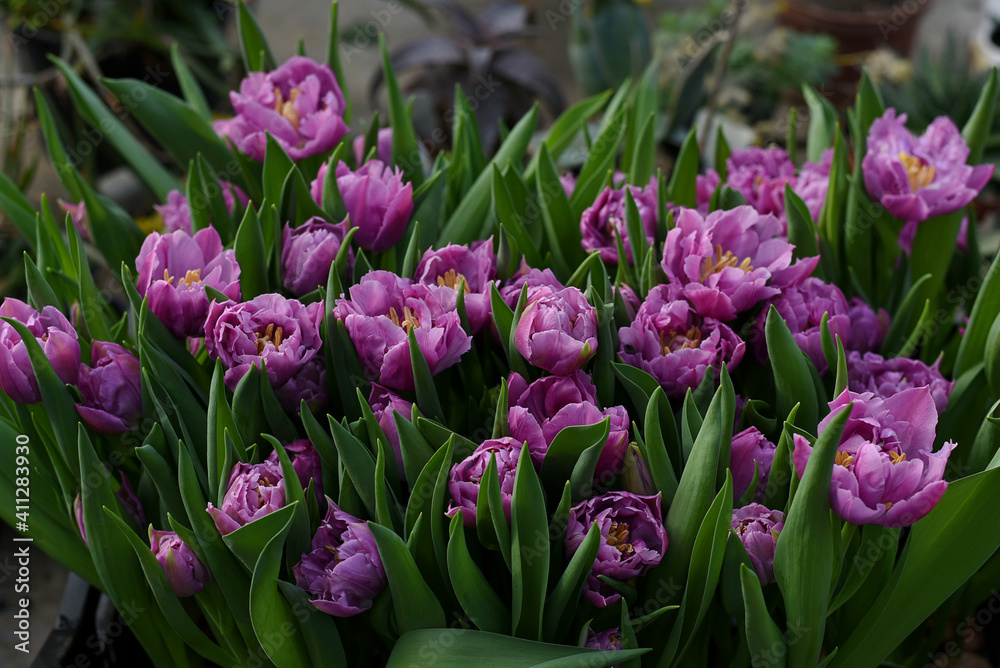 Group of violet purple tulips in the greenhouse