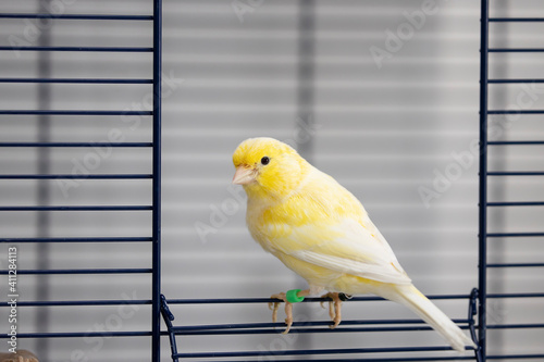 The yellow canary wants to get out of the cage  photo