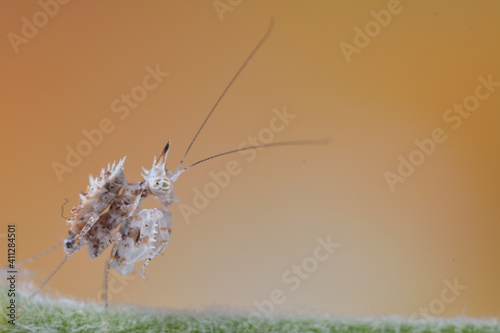 Sibylla pretiosa on flower, natural macro of mantis photo