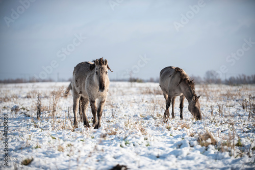 Wild konik horses