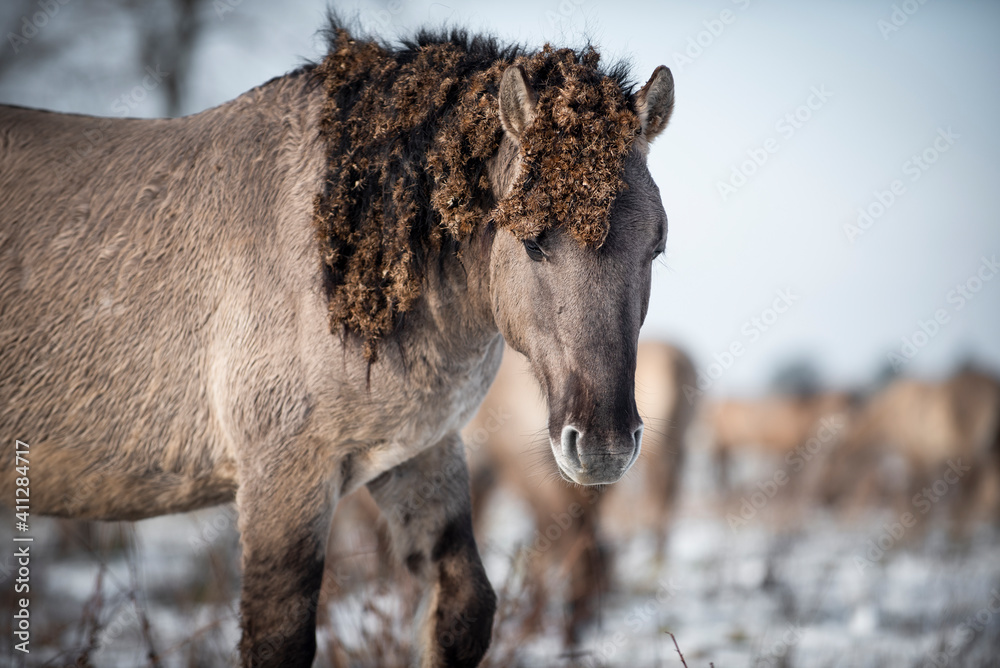 Fototapeta premium Wild konik horses