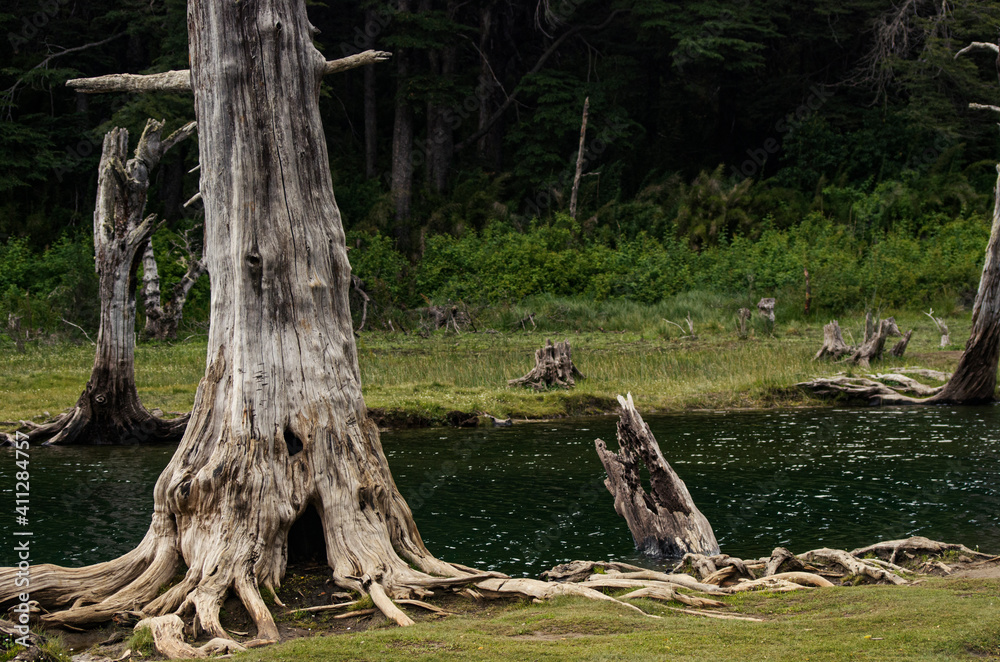 tree in the woods, Patagonia, Argentina