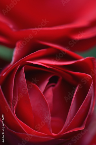 Red rose macro as a background