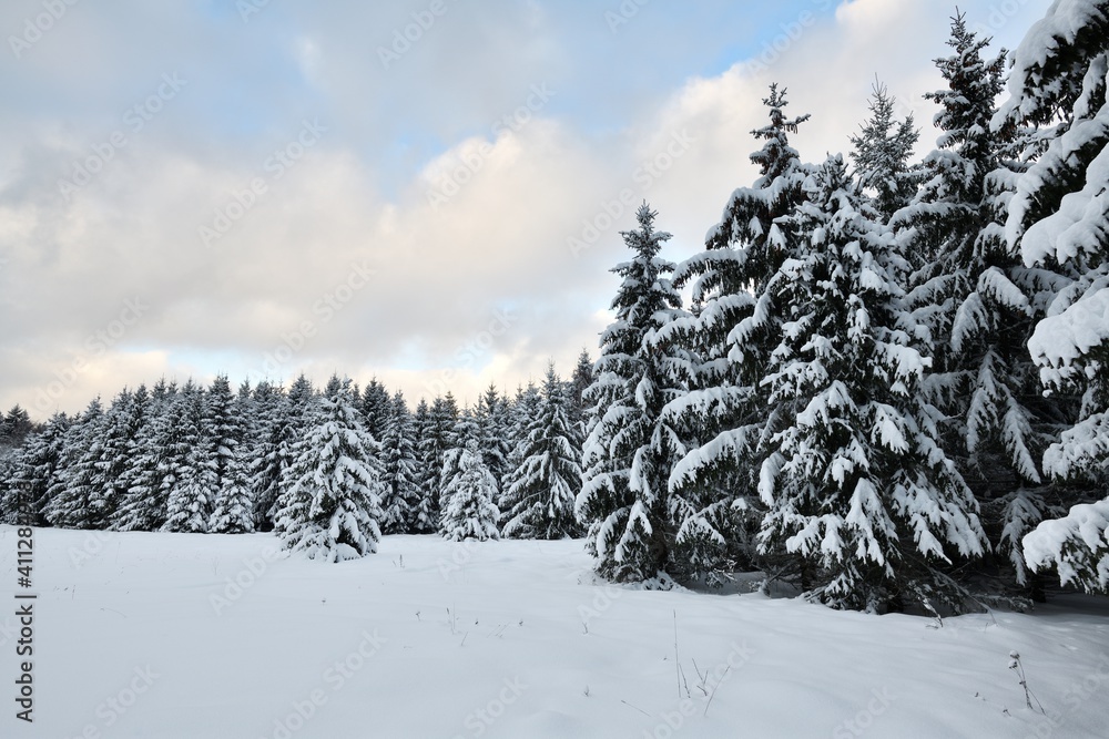 Snow covered spruce trees in winter forest scenery Snow covered spruce trees in winter forest scenery