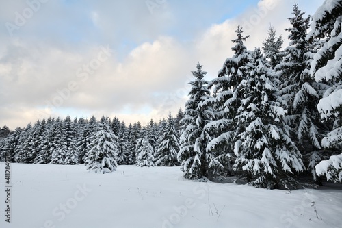 Snow covered spruce trees in winter forest scenery