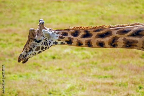 Le cou de la girafe