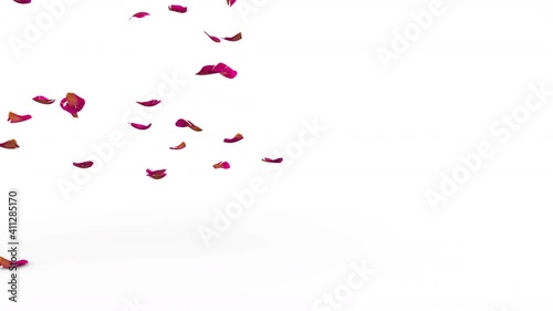 The ribbed red rose petals fly beautifully and fall to the floor. On the right is an empty space for your design. Isolated white background. 4K video quality
