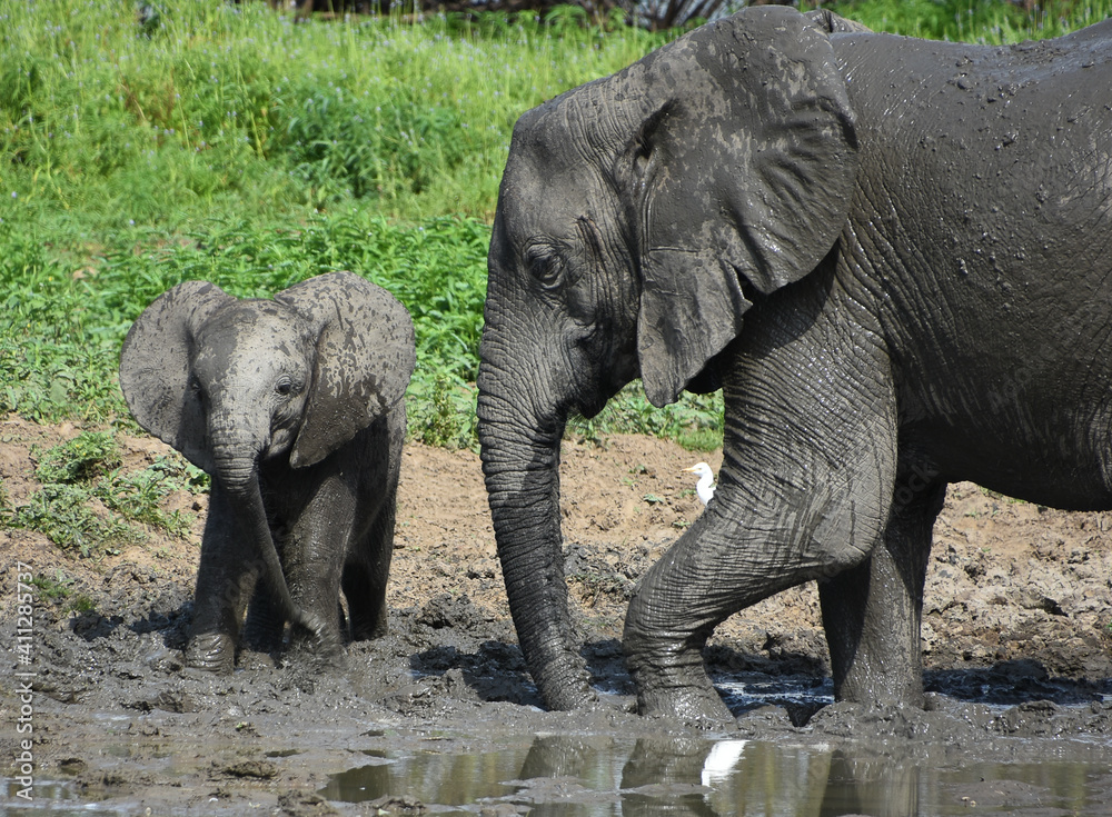 Mother and Baby elephant taking mud bath