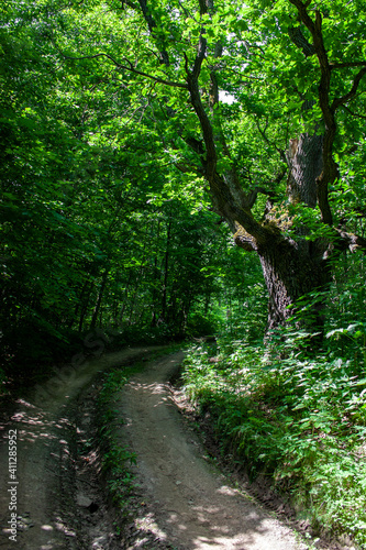 Curved road in the forest between trees. Green grass grows along the edges of a winding road in the forest.