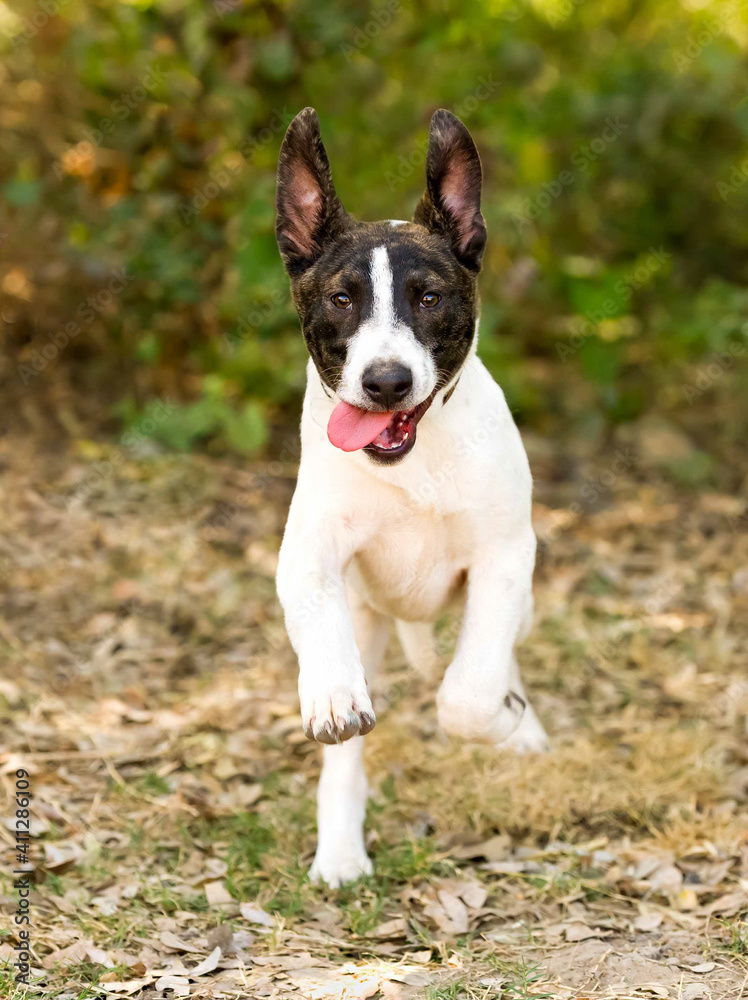 Dog Running Funny Vertical