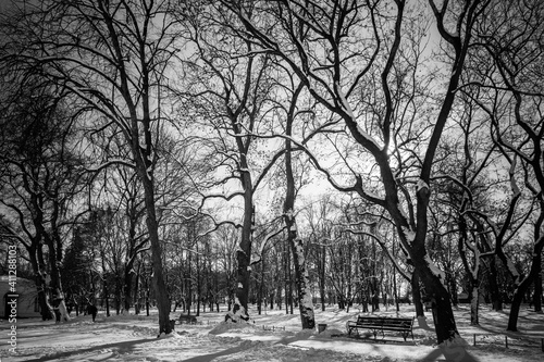 walk through the winter park of the city of Chernihiv4