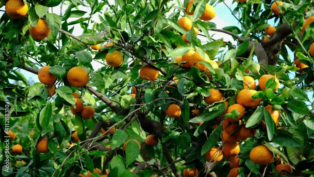Tangerine tree garden. Branches with yellow and orange mandarin fruits. Tangerine tree garden. Branches with yellow and orange mandarin fruits.