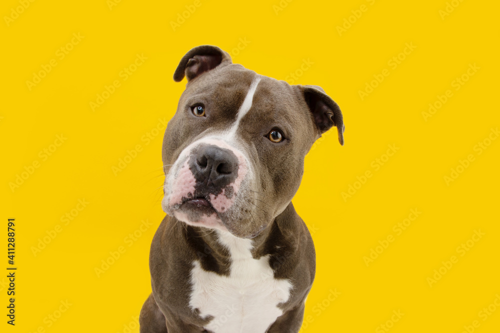 American bully dog tilting head side . Isolated on yellow background.