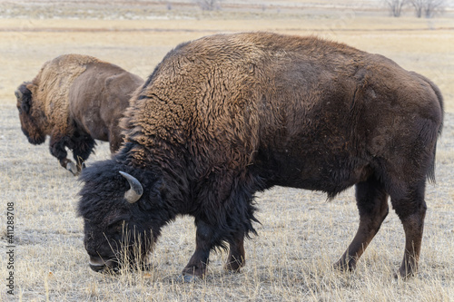 American Bison on the High Plains of Colorado. Bull Bison. © Gary