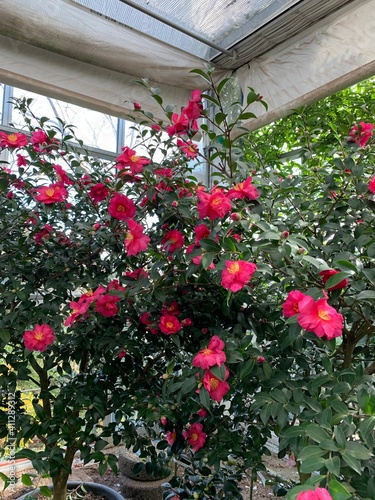 red flowers in a garden