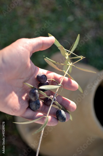 agricultor recogiendo aceitunas