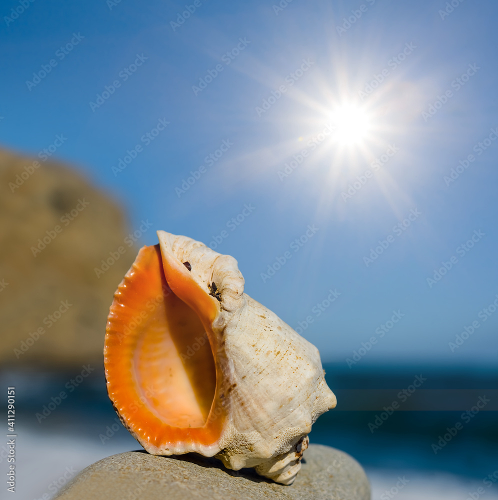 closeup marine shell lie on a stone under a sparkle sun closeup marine shell lie on a stone under a sparkle sun