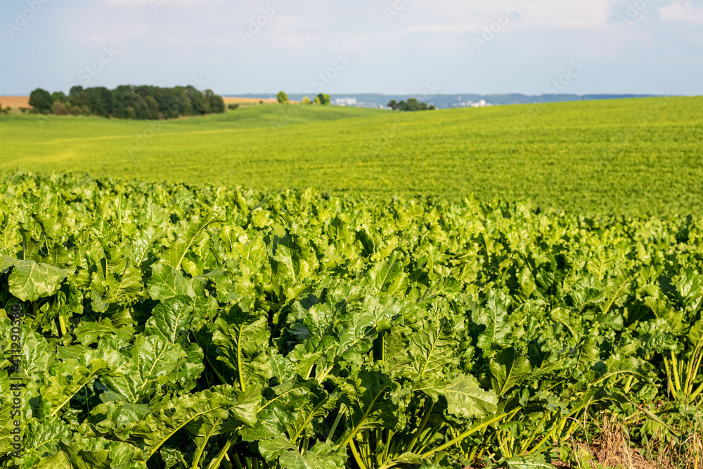 Sugar beet  field with green leaves in sunny weather