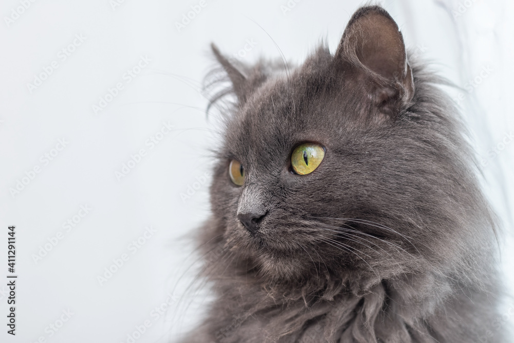 Gray fluffy cat close up, cat portrait