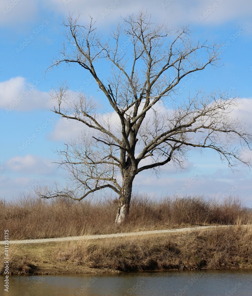 The bare tree in the country field on a sunny day. The bare tree in the country field on a sunny day.