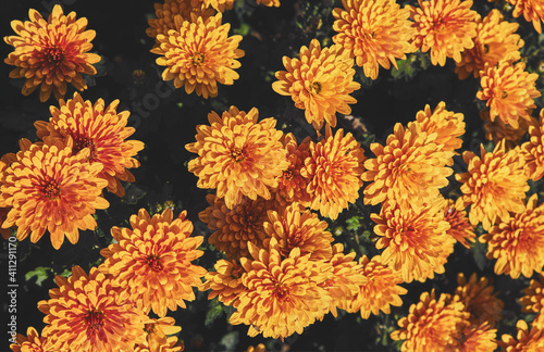 Flower bed of bright, fragrant, beautiful, orange, luxuriantly blooming marigolds growing in garden under open sky in open field. Plant with healing, medicinal properties.Concept of gardening,seedling © Serhii Khanas
