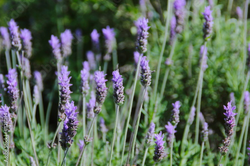 lavender flowers in the garden © qingtiger