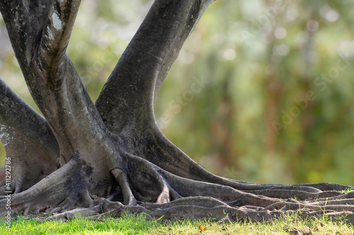 Big tree with trunk and roots spreading out beautiful on grass green in nature forest background with sunshine in the morning.