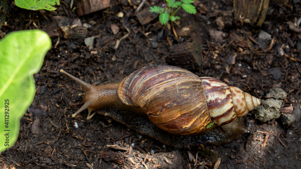 Snail or giant African snail (Lissachatina fulica) is one of the most dangerous pests in agriculture on natural green background. Snail or giant African snail (Lissachatina fulica) is one of the most dangerous pests in agriculture on natural green background.