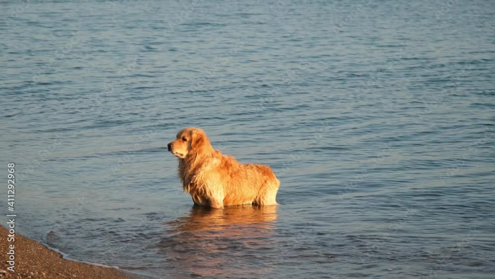 Due to the summer heat, the golden retriever enters the sea to cool off. Due to the summer heat, the golden retriever enters the sea to cool off.