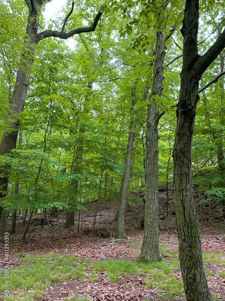 footpath in the forest footpath in the forest