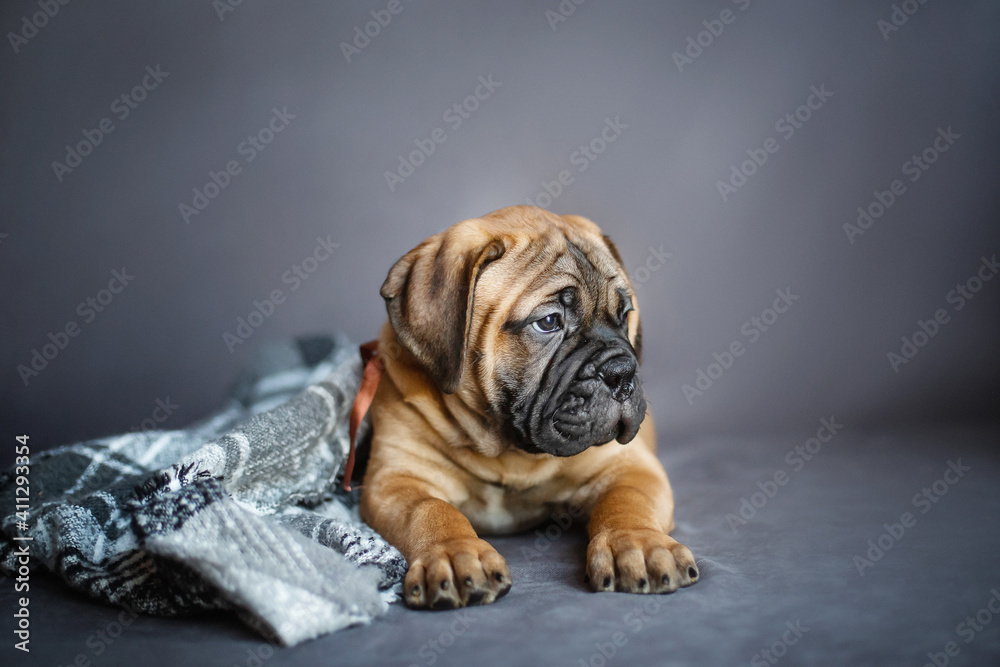 A small cute brown bullmastiff puppy lies indoors on a checkered blanket on a blurred gray background. Small dog close up.
