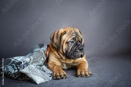 A small cute brown bullmastiff puppy lies indoors on a checkered blanket on a blurred gray background. Small dog close up. © Mari_Toch