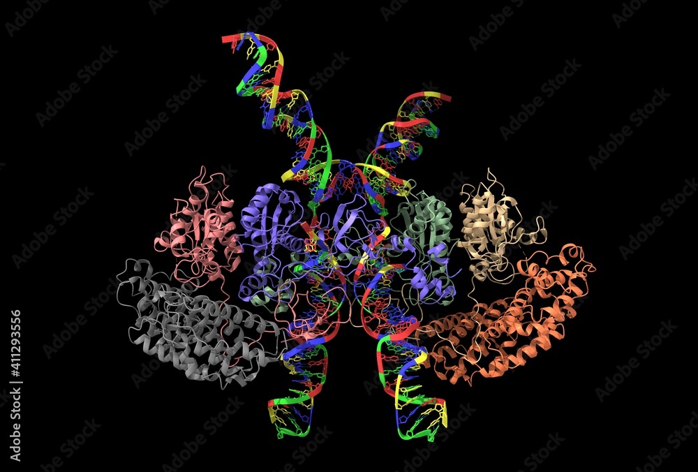Cryo-EM structure of HTLV-1 intasome, 3D cartoon model, black background