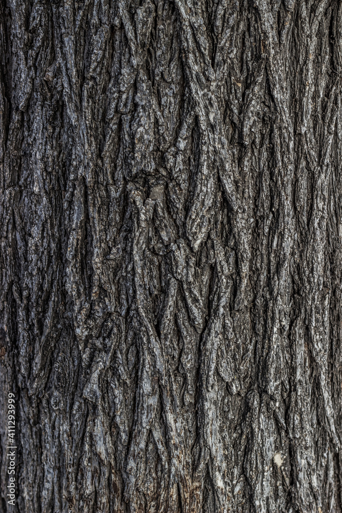 textura corteza árbol