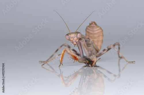 Pnigonomantis Sp. eatiing a house fly, study macro shot