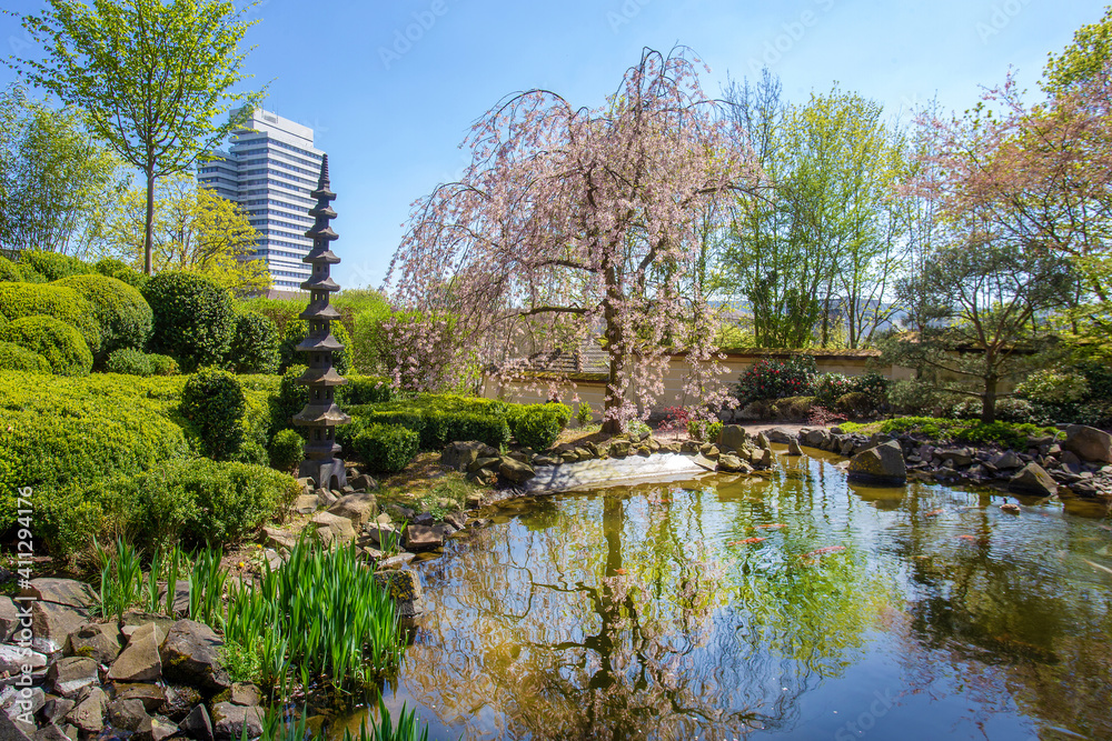 Idyllic scene  with Stone lantern and  cherry blossom ( sakura) and pond KOI carps  in Kaiserslautern japanese garden