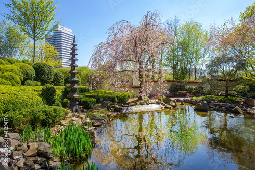 Картината върху платно Idyllic scene  with Stone lantern and  cherry blossom ( sakura) and pond KOI car