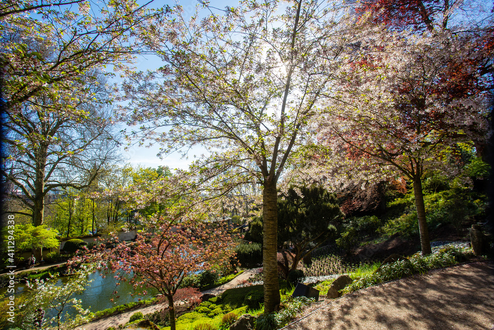 Amazing nature in April in Kaiserslautern japanese  garden