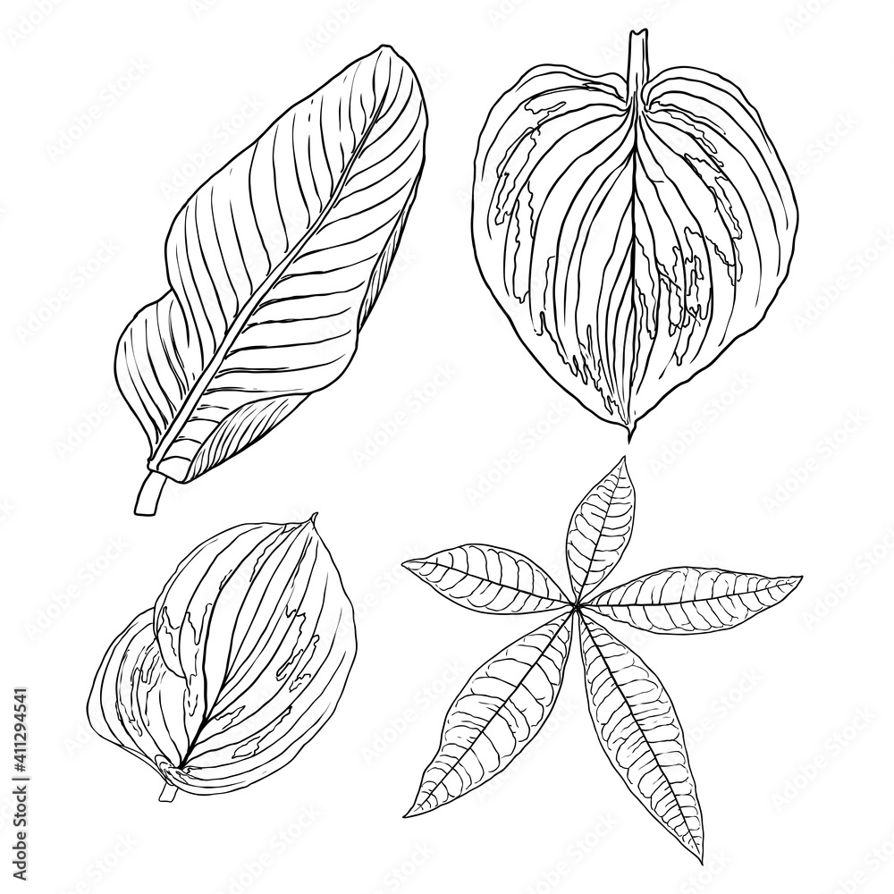 Floral design elements. Leaves with branches. Set of domestic greenery grass, home plant branches. Vector.