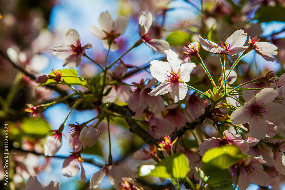 Amazing magnolia blossom - white floqwers abd cherry ( pink ) blossom at background Amazing magnolia blossom - white floqwers abd cherry ( pink ) blossom at background