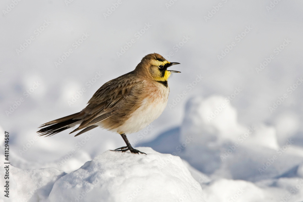 Horned Lark, Eremophila alpestris, calling in snow Horned Lark, Eremophila alpestris, calling in snow