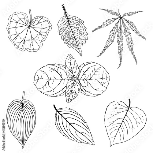 Tropical domestic leaves collection. Isolated fern elements on white background set. Jungle forest home exotic leaf, twig, and branches foliage, natural real live leaves, herbs drawing. Vector.