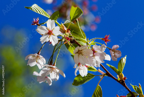 Amazing white petals of cherry flowers in saura time in Kaiserslautern japanese garden photo