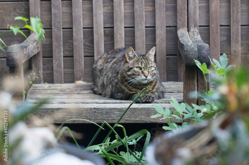 Cat resting on a bench.