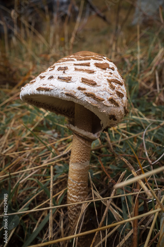 mushroom in the forest