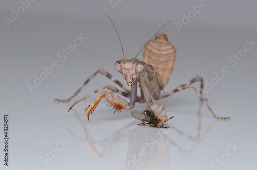 Pnigonomantis Sp. eatiing a house fly, study macro shot